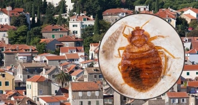 Krvožedni paraziti preplavili Dalmaciju: Ljudi zbog njih spaljuju namještaj i čupaju parkete!