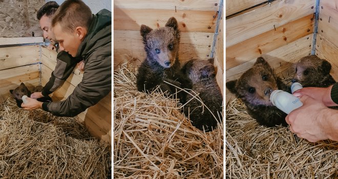 Medvjedići iz Kreševa stigli u novi dom, Bingov zoološki vrt u Tuzli: Dobili su i imena!