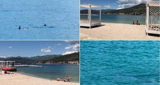 U moru u Dubrovniku snimljen morski pas! Kupači u strahu, stigla policija