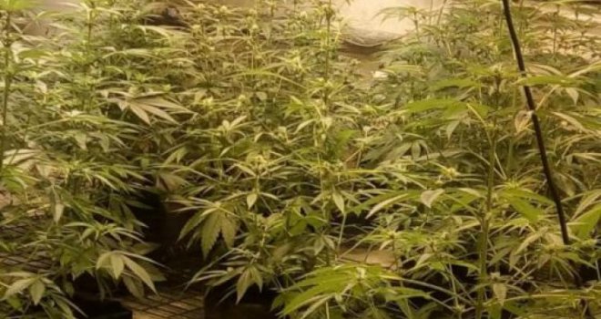 Zbog droge uhapšeni supružnici iz Posušja: Policija im pronašla zasad marihuane