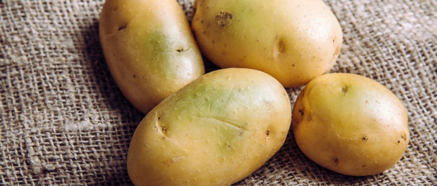 krompir-pozelenio