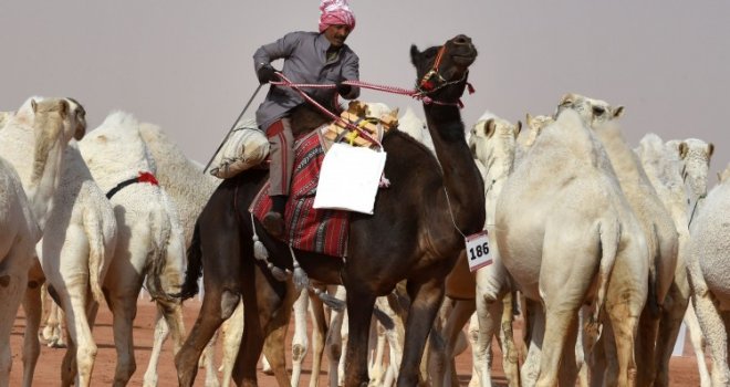 Vratovi moraju biti vitki, obrazi široki, držanje graciozno: Takmičenje za najljepšu kamilu u UAE