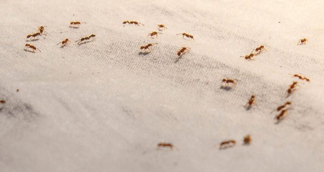 Stan su vam napali mravi? Riješite ih se proizvodom koji gotovo svi imate u kupatilu…