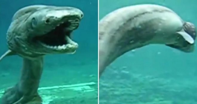 Jezivi prizor: Kamere snimile sablasnog predatora za kojeg se vjeruje da je predak današnjim morskim psima