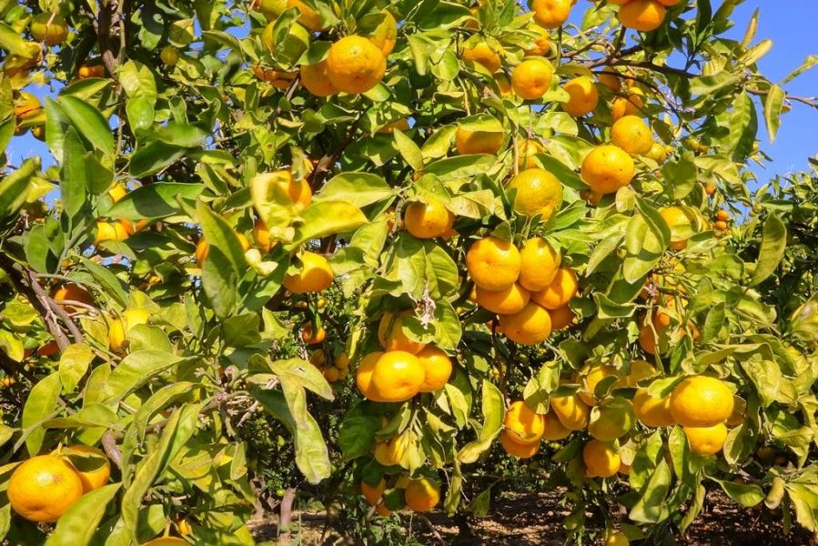 mandarine-1-pp