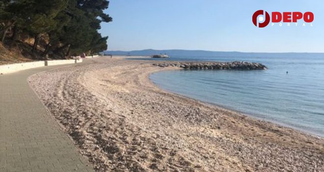 Upozorenje turistima: U Jadranu se pojavile morske otrovnice!