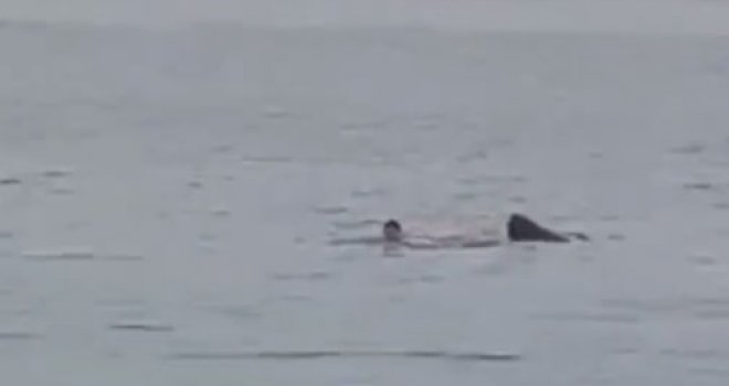 Opet strava na poznatom ljetovalištu: Morski pas raskomadao čovjeka, turisti posmatrali horor s obale