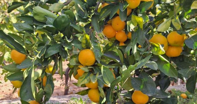 Zabrana uvoza mandarina iz Hrvatske: Sadrži zabranjeni pesticid