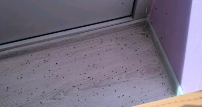 Vrtić u Sarajevu preplavljen insektima: Septičke mušice u mlijeku, roditelji u panici