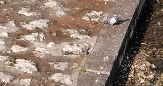 Užasan prizor u centru Sarajeva: Mrtav pacov u koritu Miljacke