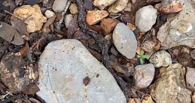 Priroda može biti više nego jeziva: Mislio je da mu se priviđa, a onda je shvatio šta zapravo snima...